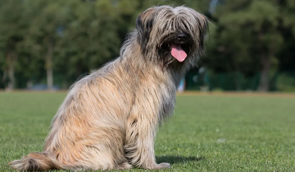 Male Pyrenean Shepherd sitting outside on a perfect green lawn