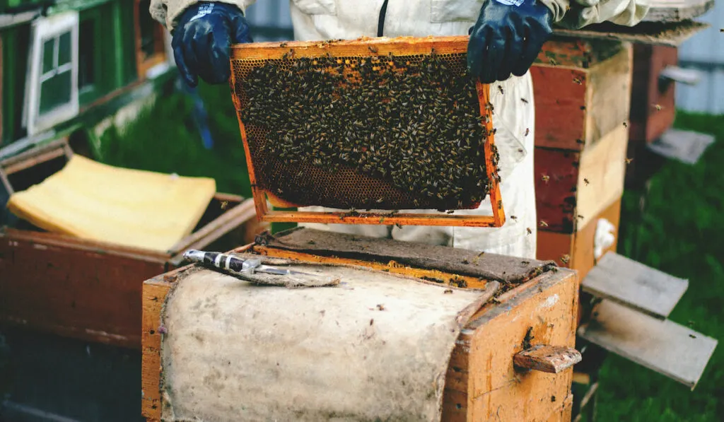 Male beekeeper in white suit holding a frame with honeycombs on a bee farm