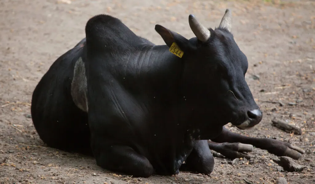 Miniature  Black Zebu resting on the ground, with yellow tag on ear