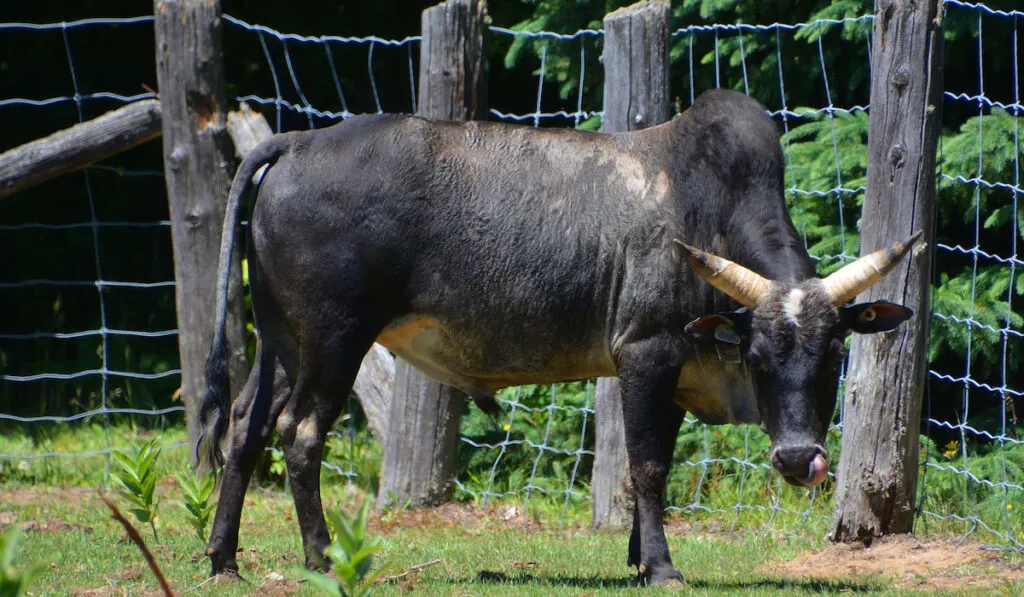 Miniature Zebu in the farm with fence on the background