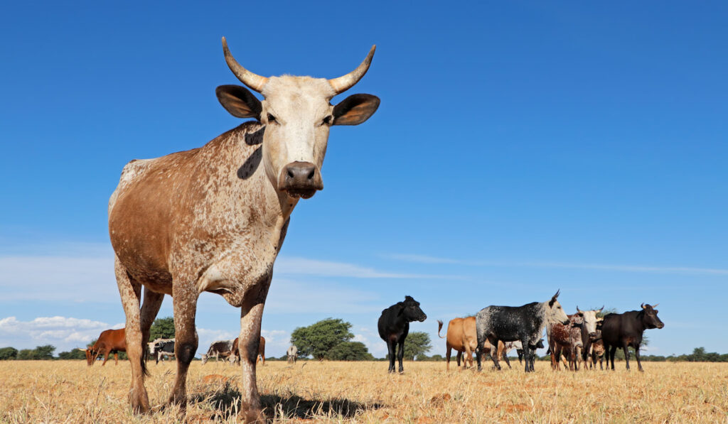 Nguni cow - indigenous cattle breed of South Africa - on a rural farm

