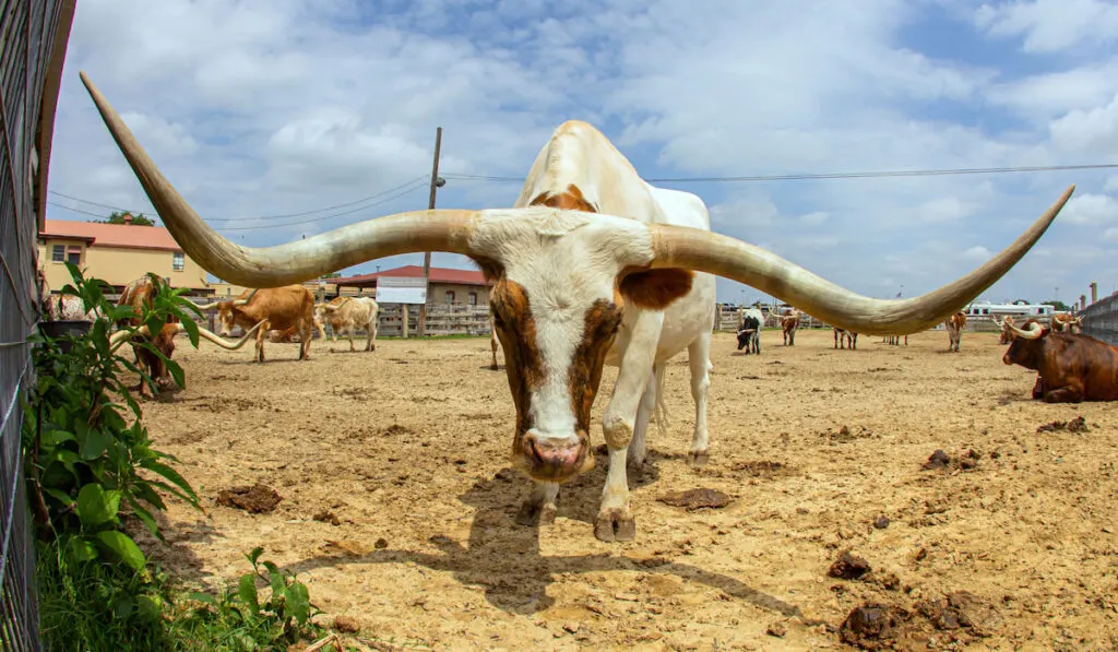 Picture shows a Longhorn at Fort Worth, Texas
