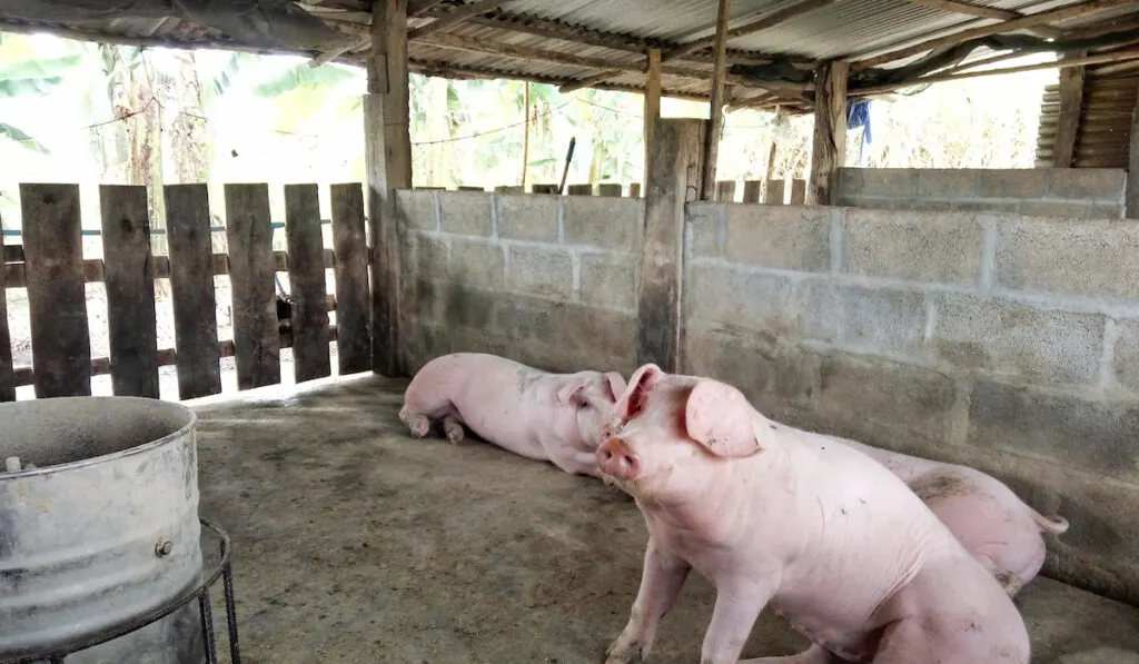 Pig farm in countryside