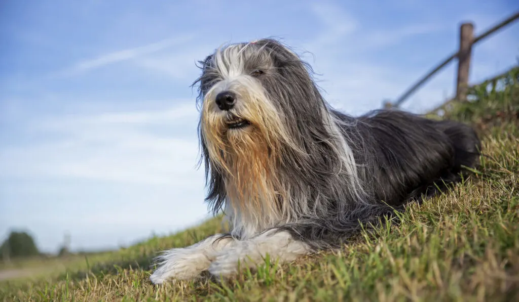 Portrait of Bearded Collie resting on the grass near fence against blue sky 