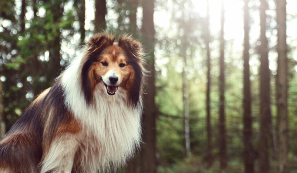 Portrait of a Sheltie Shetland Sheepdog dog in the forest 