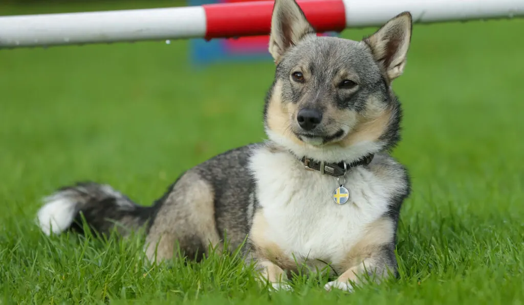 Portrait of typical Swedish Vallhund in the grass during an agility training.
