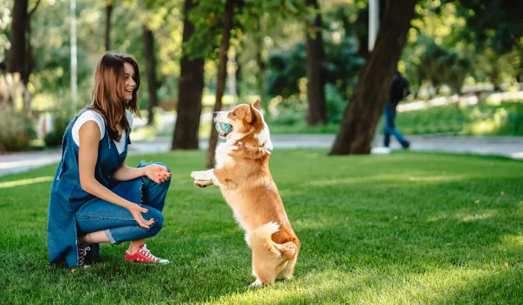 Portrait of woman with dog Welsh Corgi Pembroke in dog park
