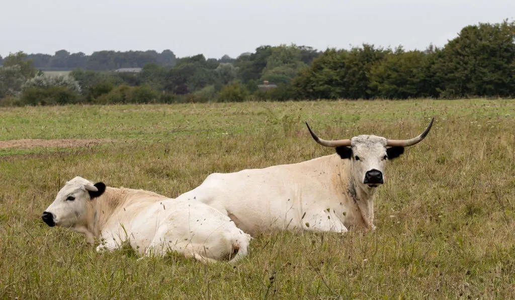 Rare breed White Park cattle resting in a Wiltshire pasture