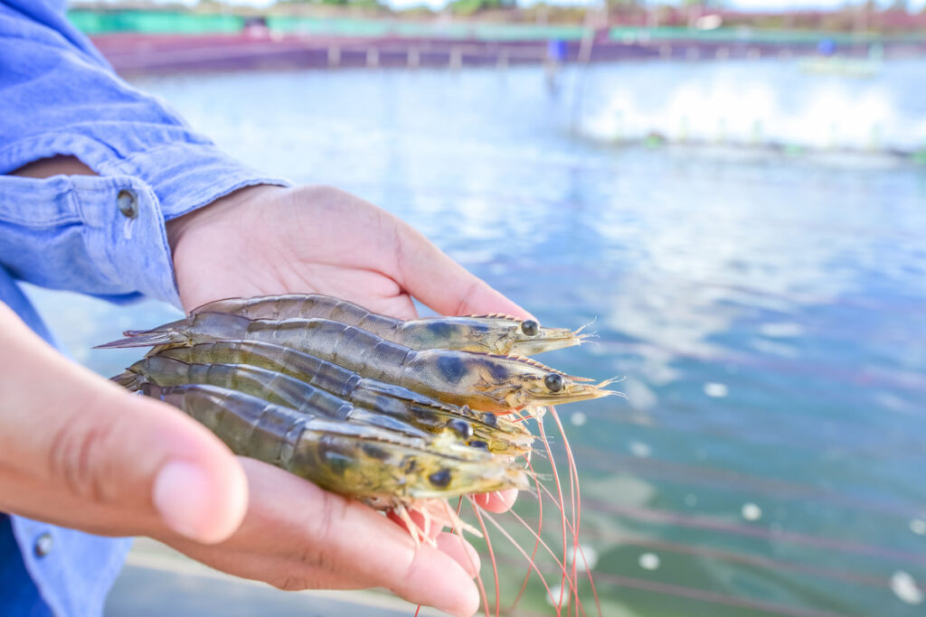 Raw fresh pacific white shrimp on hand at aquaculture farm site