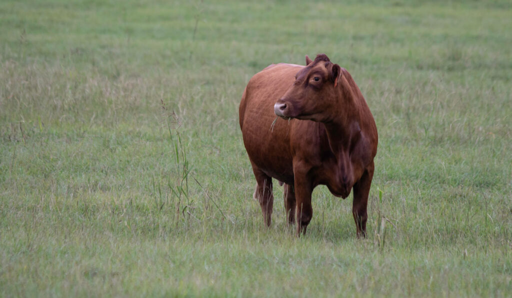 Red Gelbvieh cow standing alone in a field of a green grass