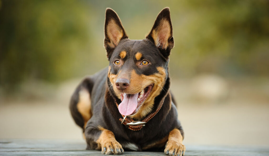 Red and tan Australian Kelpie lying with natural background
