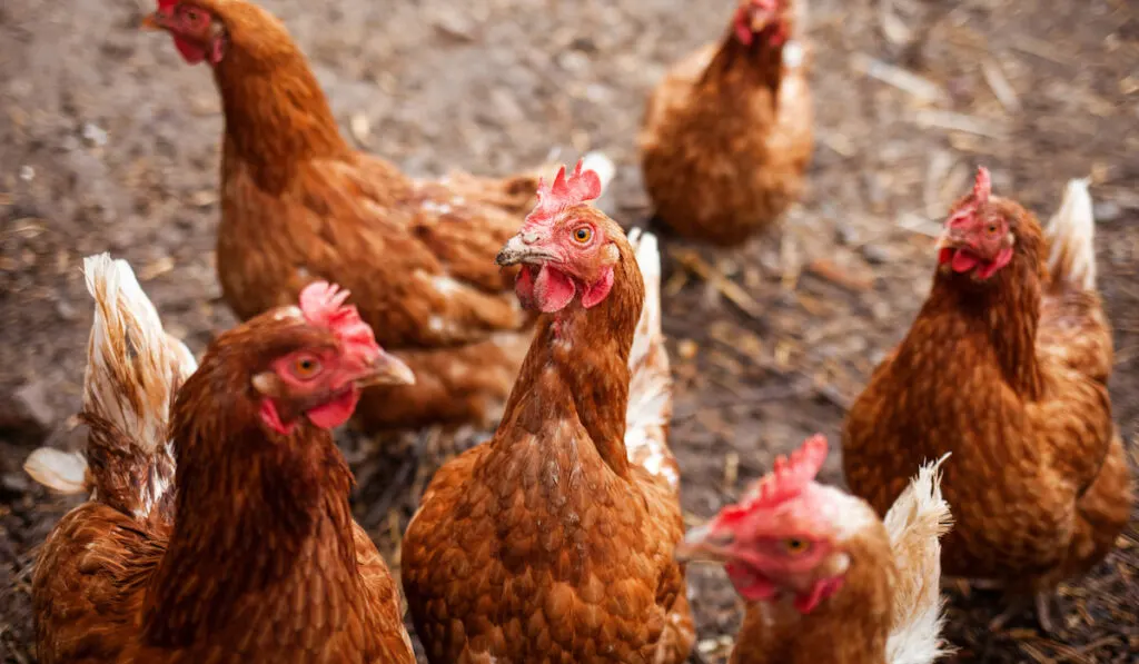 Red chickens on the farm yard