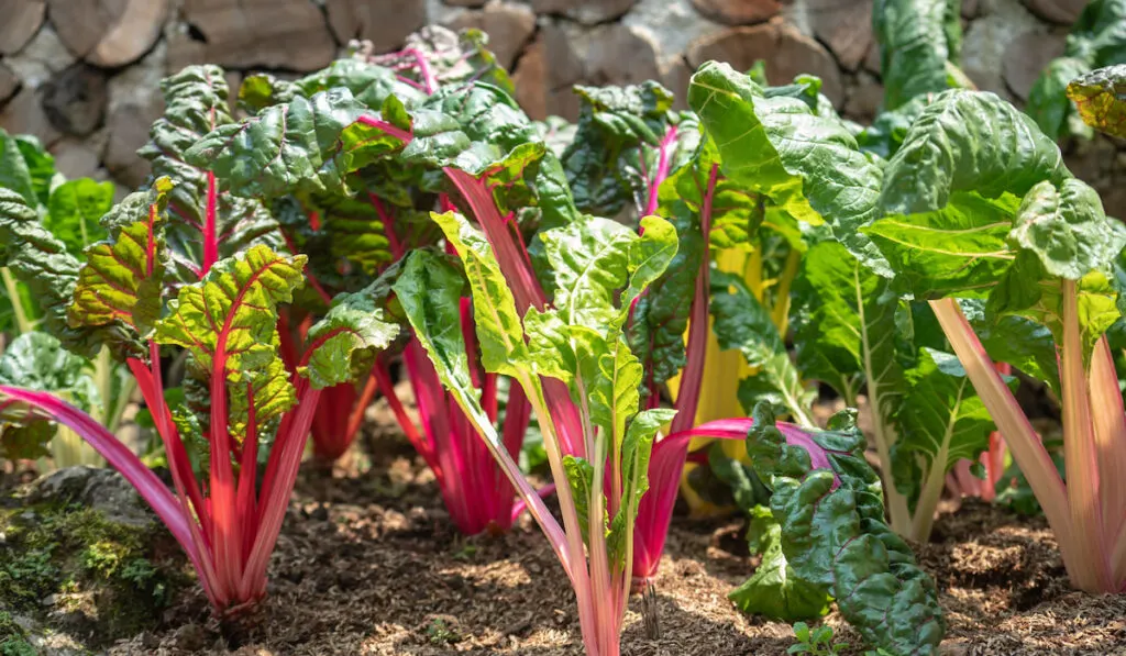 Red swiss chard leaves at organic gardens with beautiful sunshine day.
