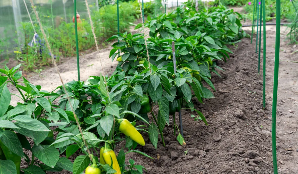 Ripe and unripe bell peppers growing on bushes in the garden.