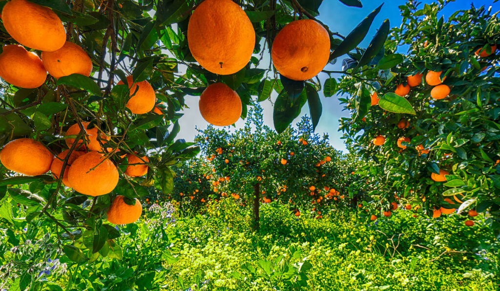 Ripe oranges on tree in orange orchard in Europe