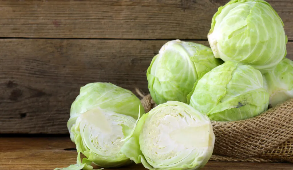 Ripe white cabbage in wooden sack on wooden table