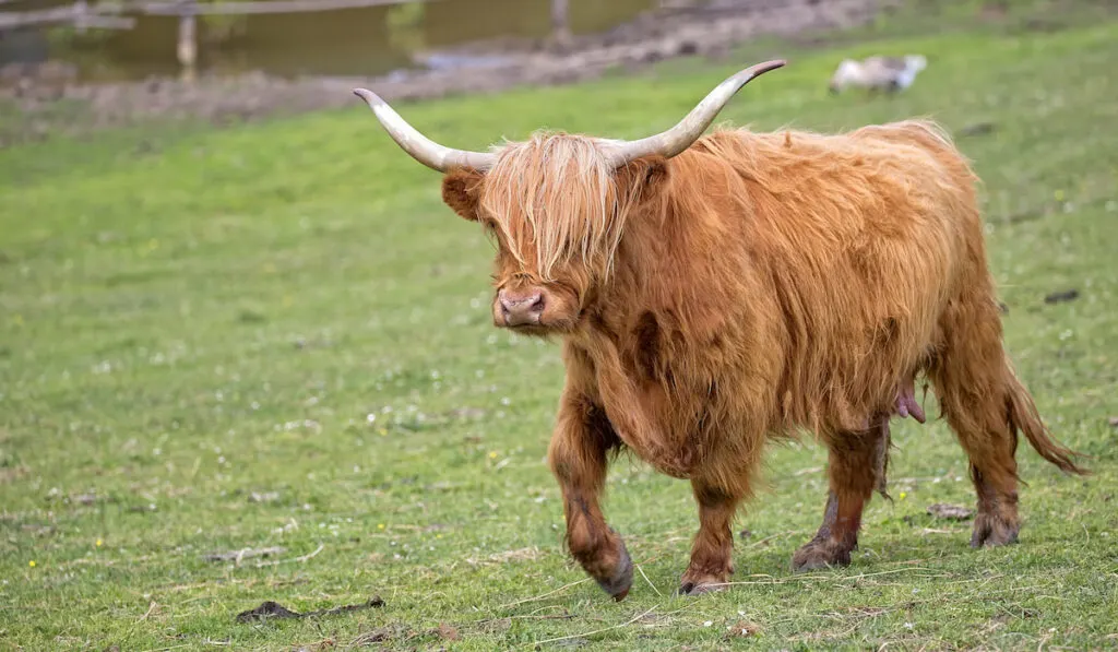 Scottish Highland Cow in clearing on the farm