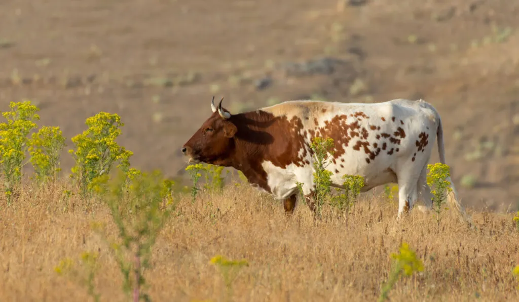 Sideview of a Pineywoods cattle in Spanish under the sunlight in Spain