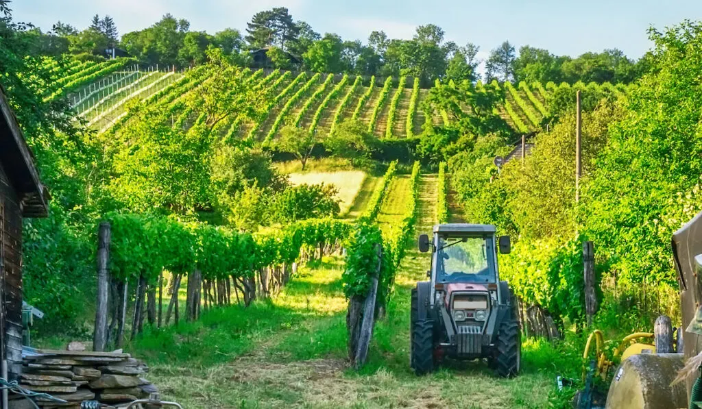 Small Tractor at vineyard