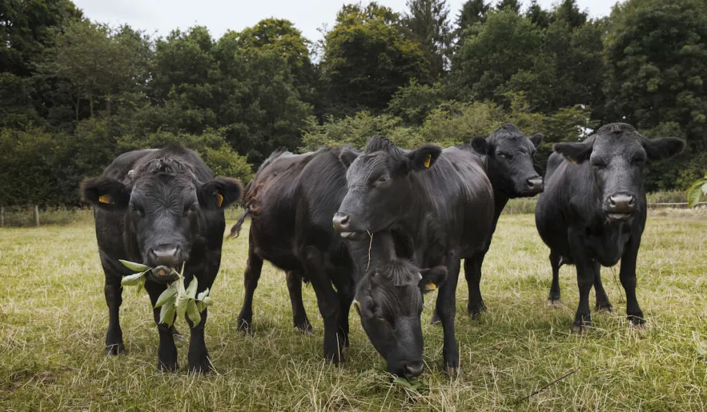 Small herd of Dexter cattle on a pasture.
