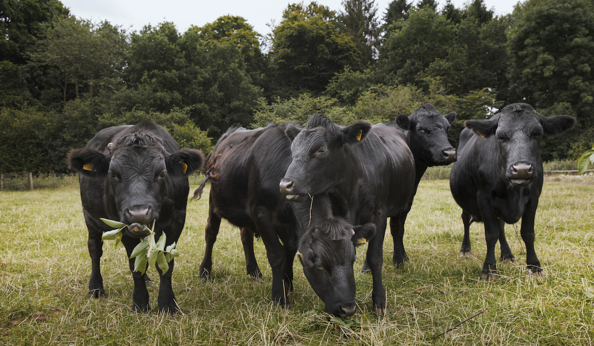 British Breeds of Cattle - Farmhouse Guide