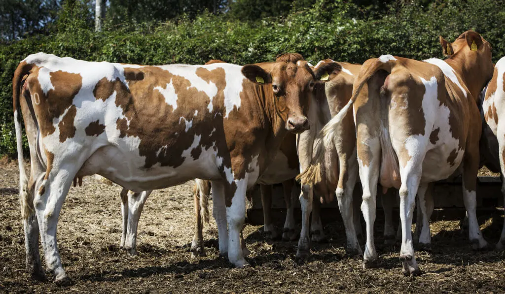 Small herd of Guernsey cows standing in a paddock.
