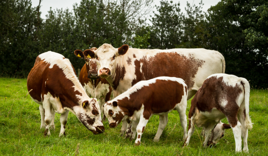 Small-herd-of-Irish-Moiled-cattle.-Cows-and-calves-in-a-field