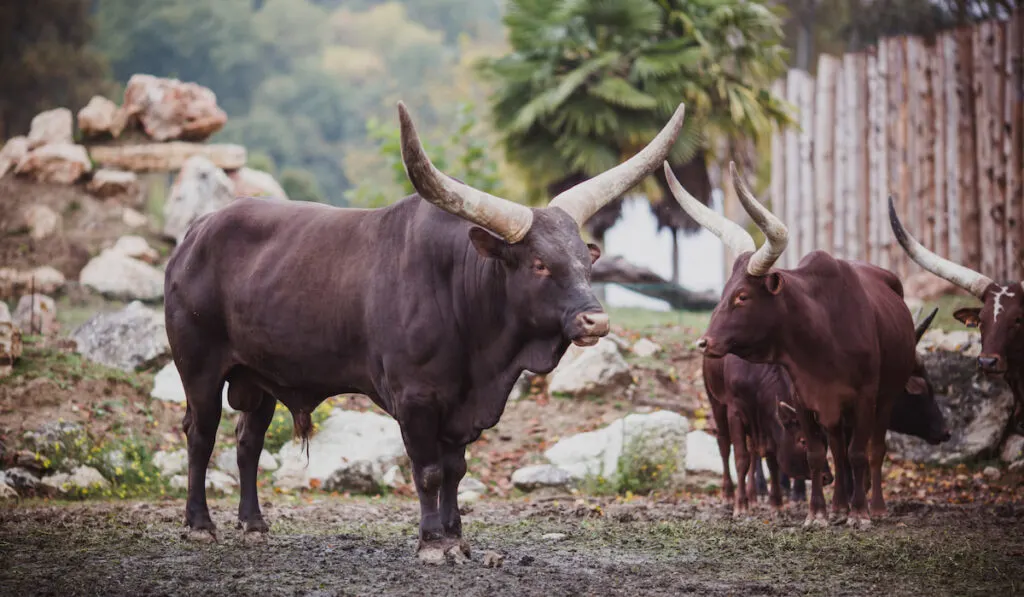 Small herd of ankole watusi in the farm