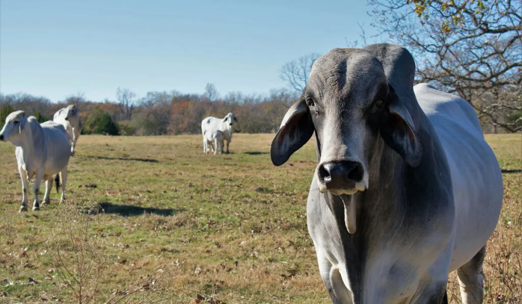 Small herd of white Brahman bulls on green pasture