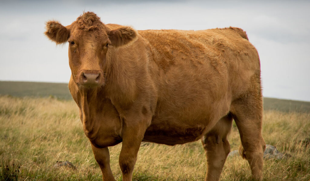 South Devon Cow on a meadow