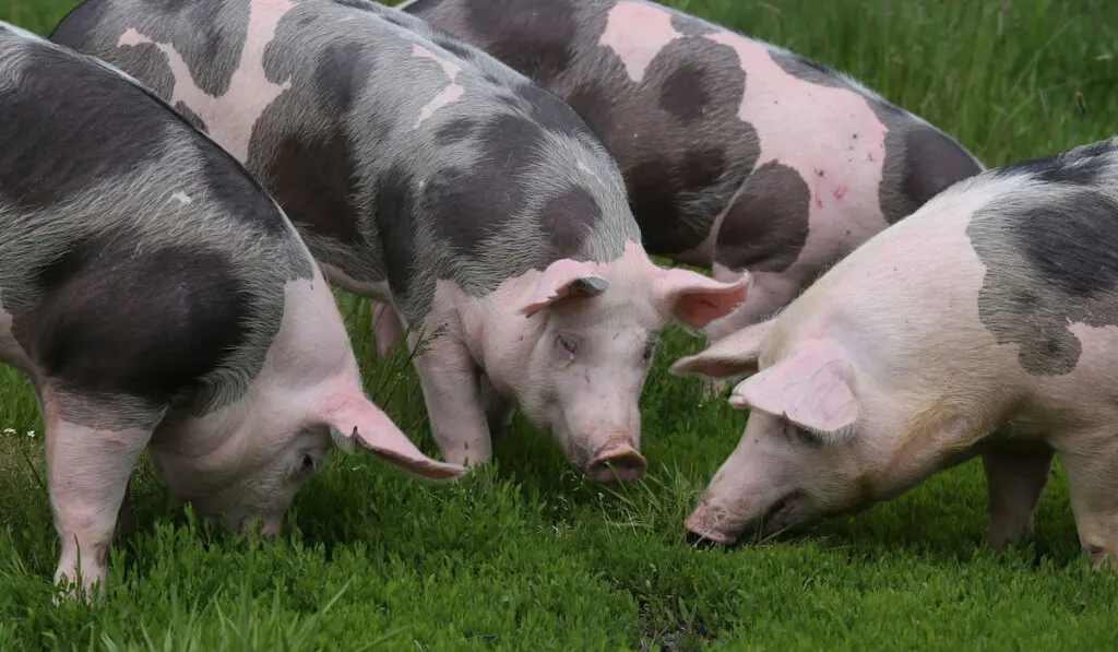 Spotted pietrian breed pigs grazing at animal farm on pasture