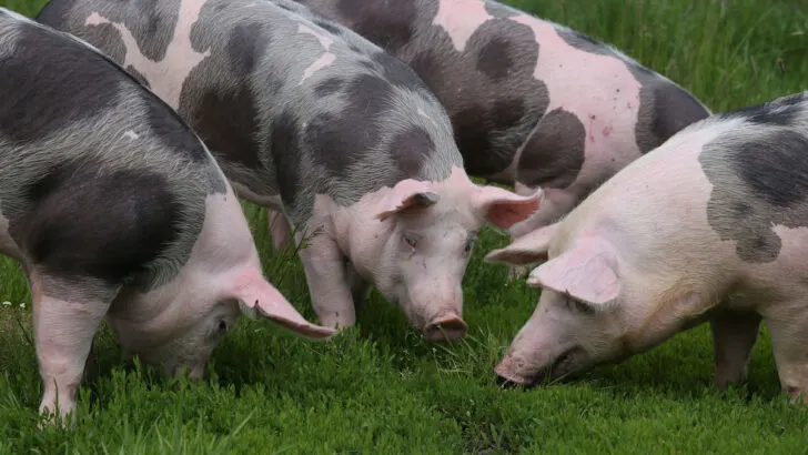 Spotted-pietrian-breed-pigs-grazing-at-animal-farm-on-pasture