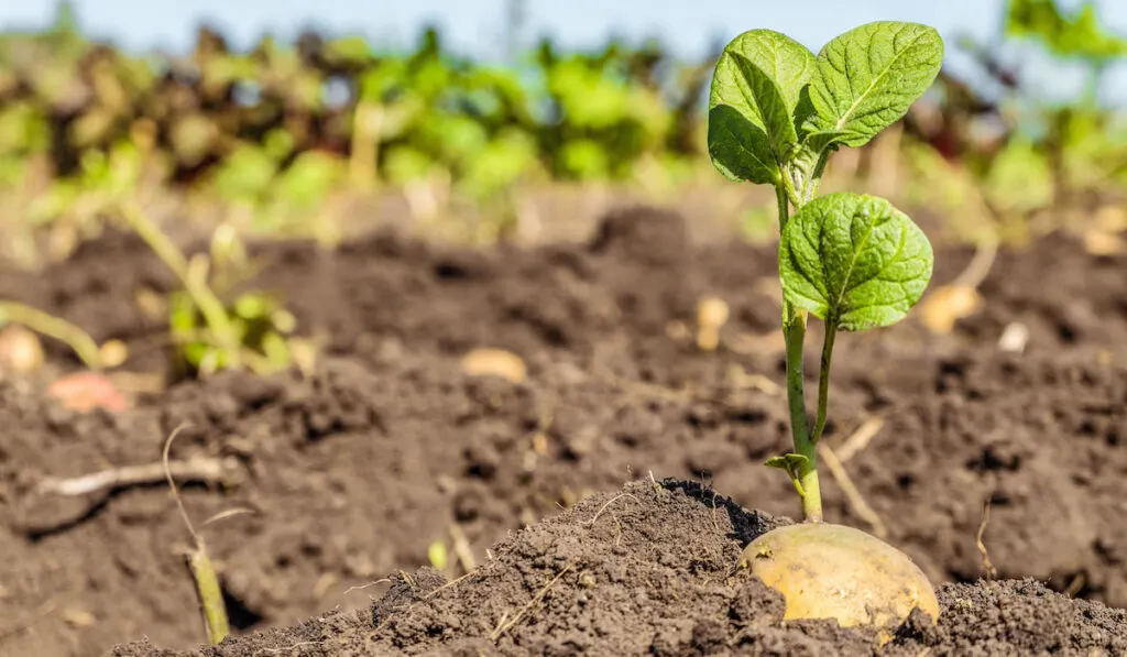 Sprouted potato tuber. Green shoots of potato seed on the background of the plantation.