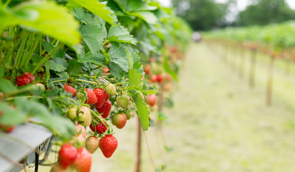 Strawberries in the farm with berries elevated off the ground in modern farm field