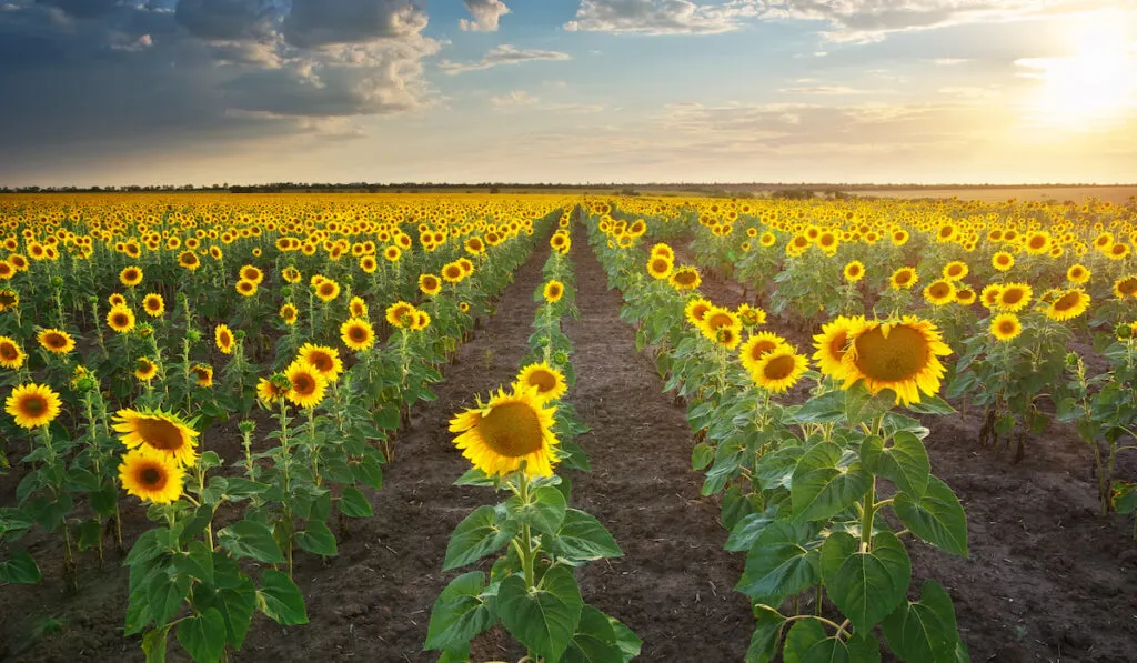 Sunflower orchard against sunset on the background