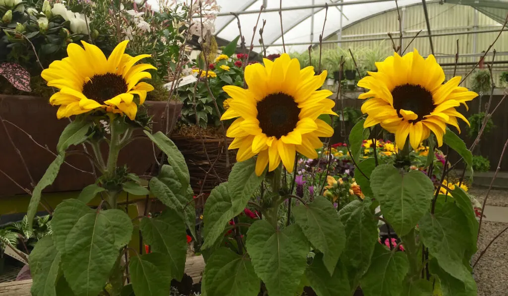 Sunflowers in the garden