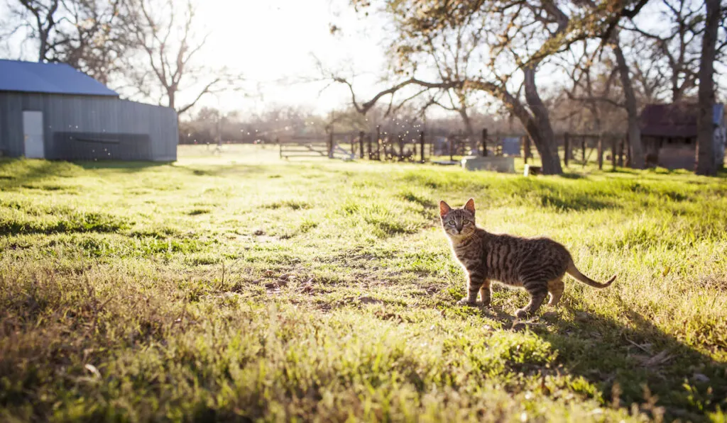 Tabby Car on a farm field during sunny day