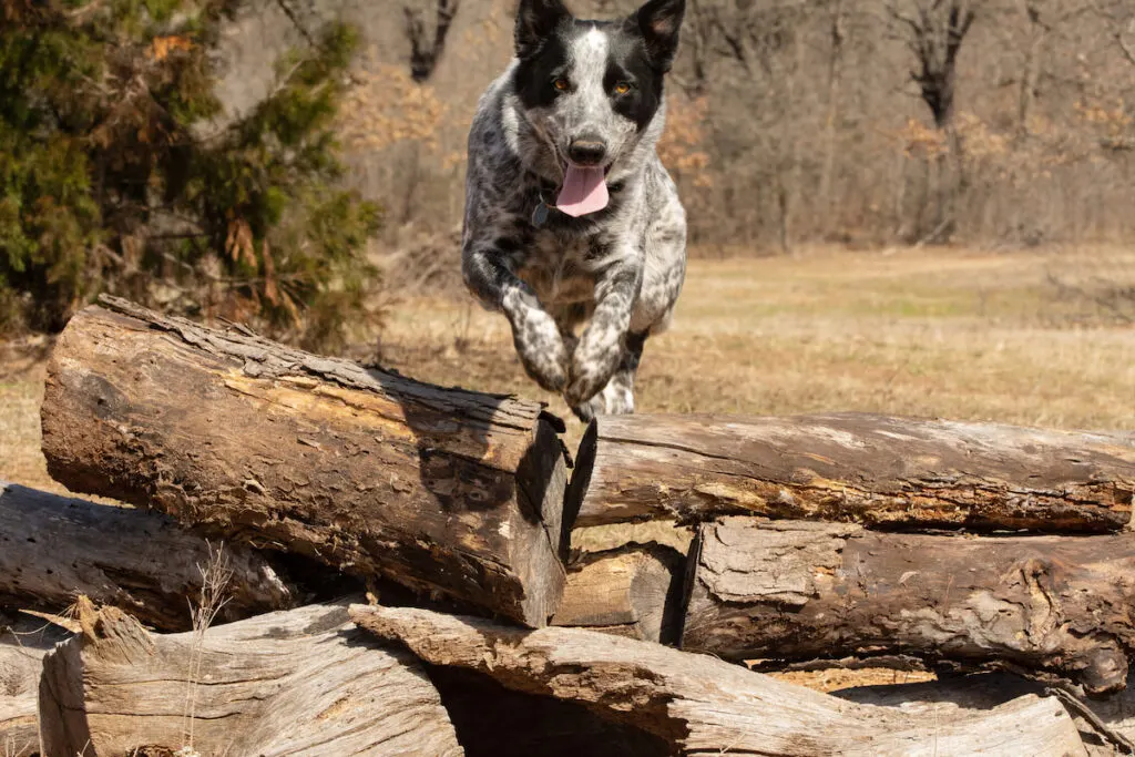 Texas Heeler dog leaping over a pile of logs 