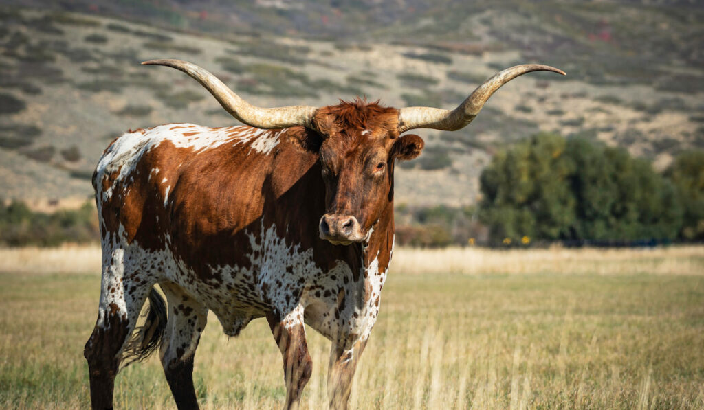 Texas Longhorn in pasture