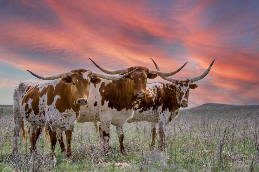 Three Texas longhorn cattle at sunset in a pasture in the Oklahoma panhandle.