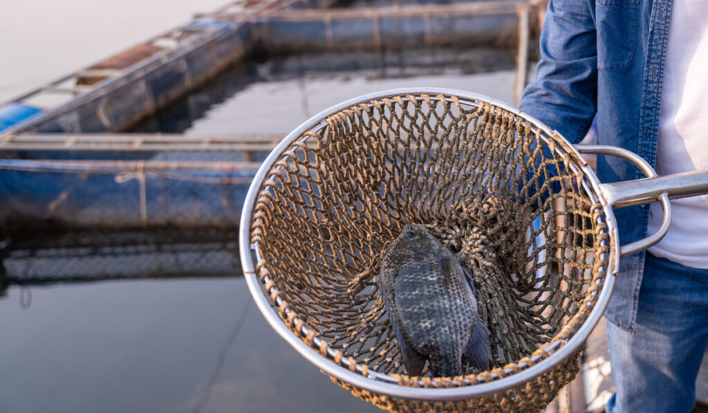 Tilapia fish in a net against fish farm in the Mekong River