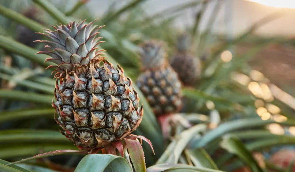 Tropical green bushy tree with ripening pineapples on plantation