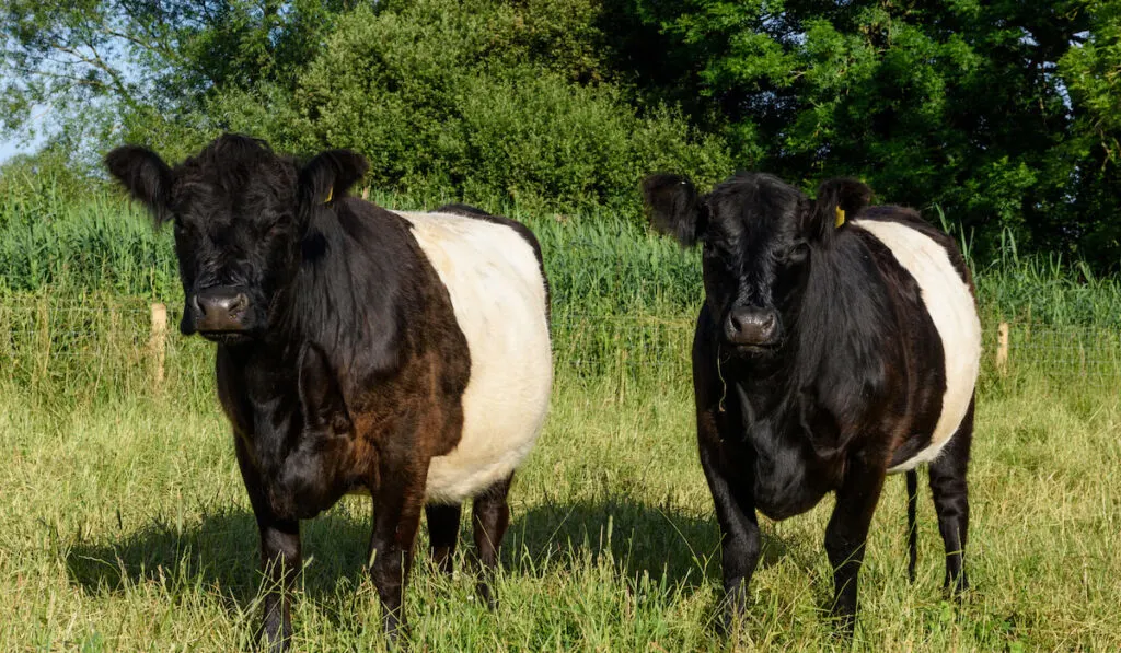 Two Belted Galloway cows grazing 