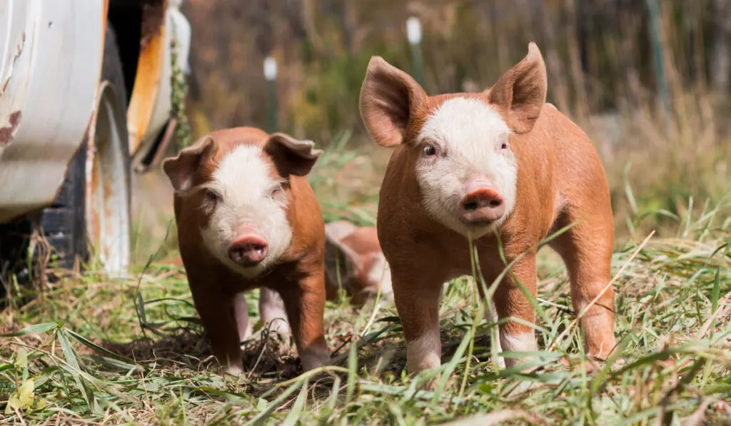 Two Hereford piglets on pasture
