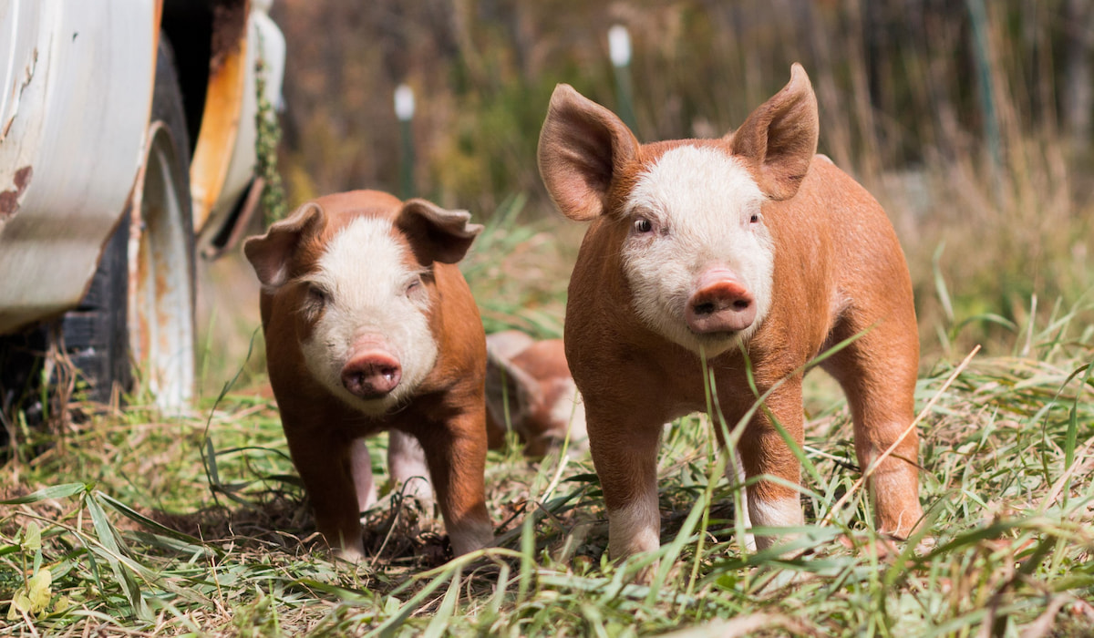 Best Pig Breeds for Meat Farmhouse Guide