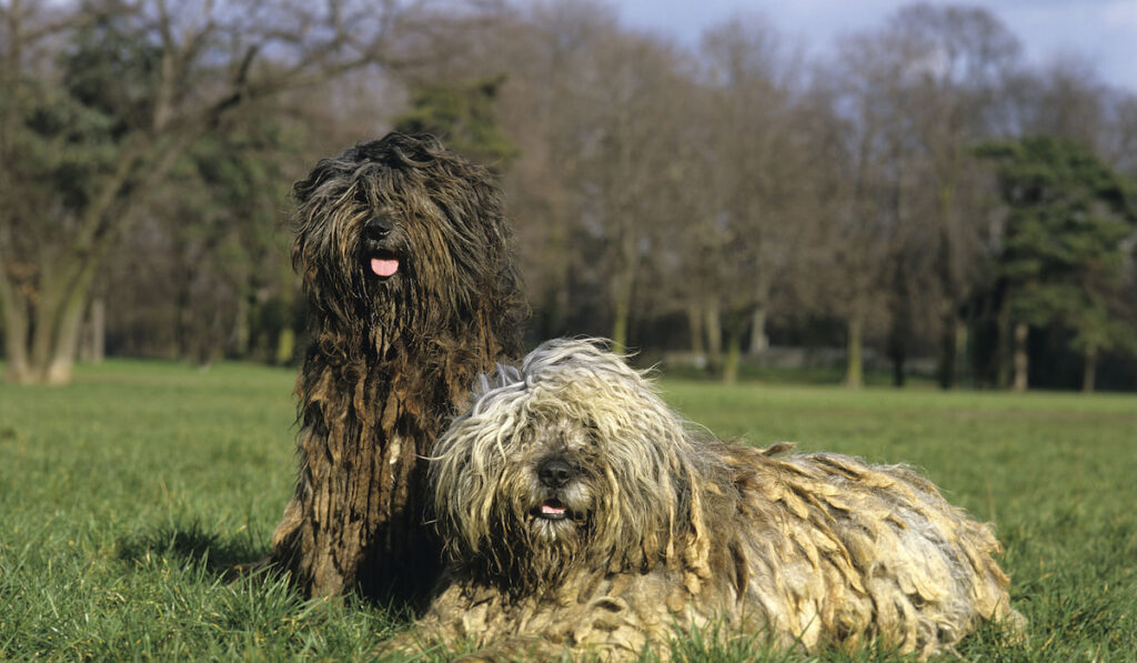 Two lovely Bergamasco Sheepdogs laying on grass