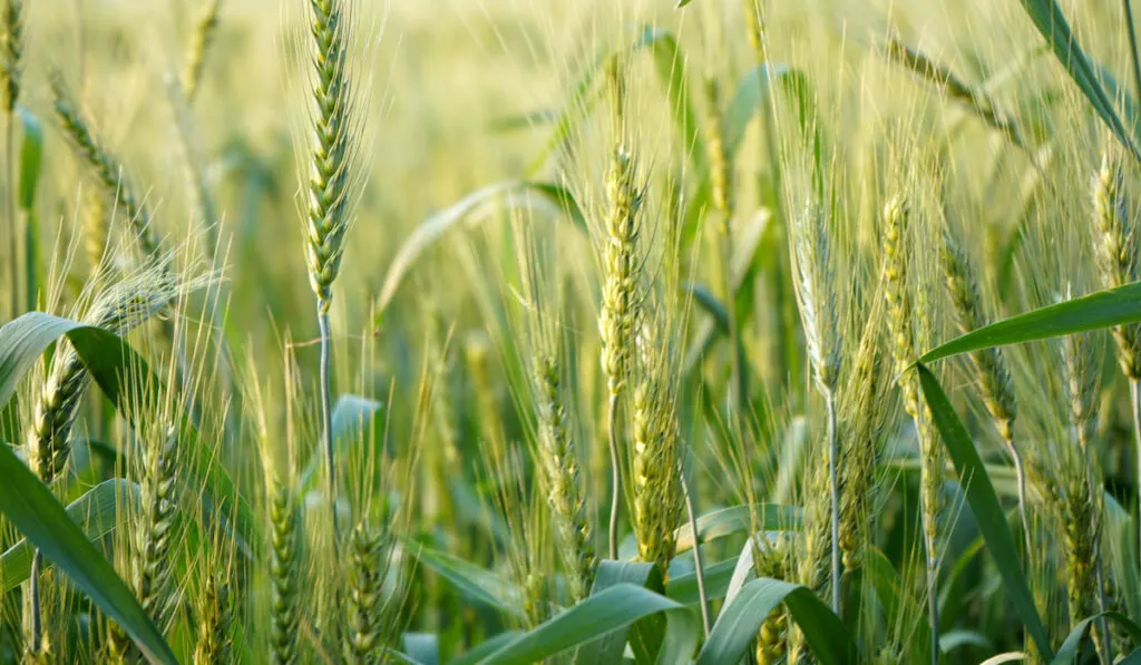 Wheat field, ears of green wheat closeup