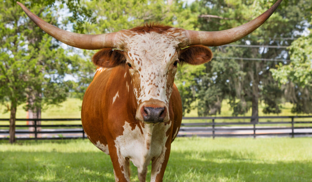 White and brown miniature Texas longhorn in grass field with fence