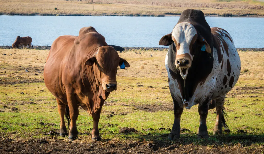 White with brown spots and brown Boran Cattle grazing in the field