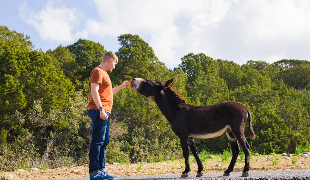 Young man feeding a donkeys out of hand